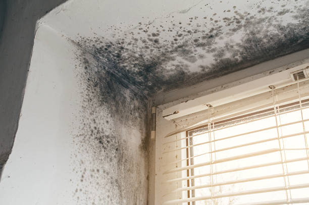 Affordable Mold Inspection And Testing solutions in Marion, TX